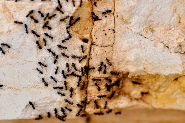 ants