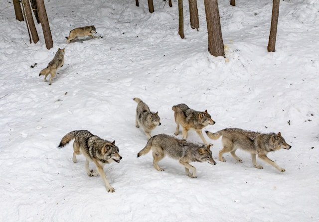 wolf pack